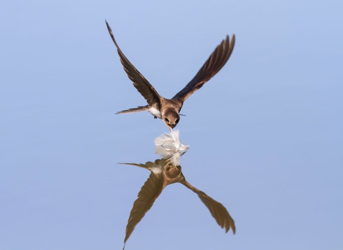 Новогвинейская Ласточка