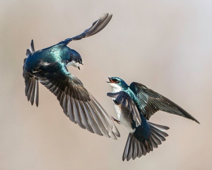 Две ласточки