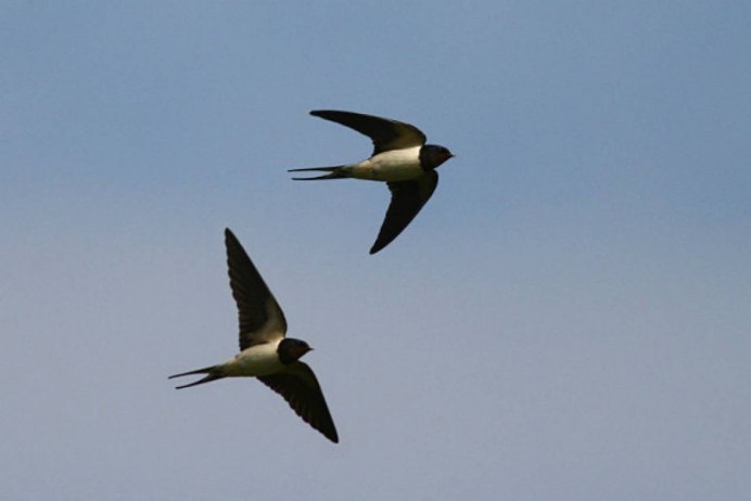 Птицы в небе ласточки