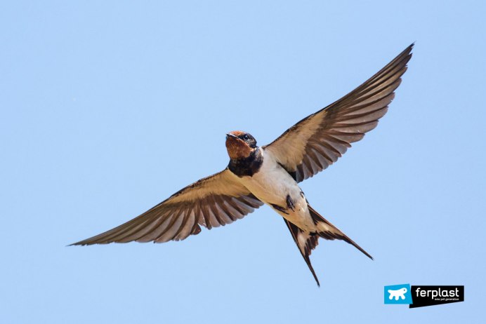 Ласточка в полете