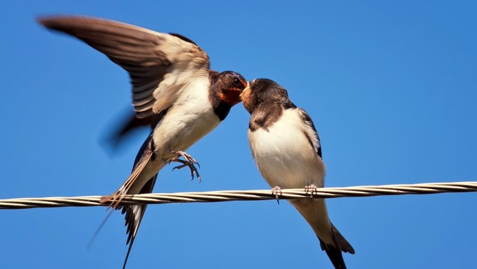 Три ласточки