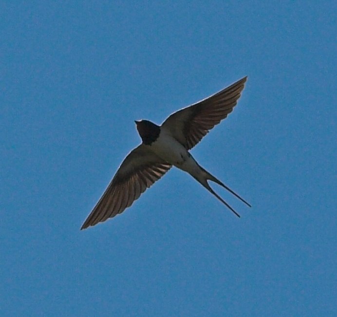 Ласточки в небе