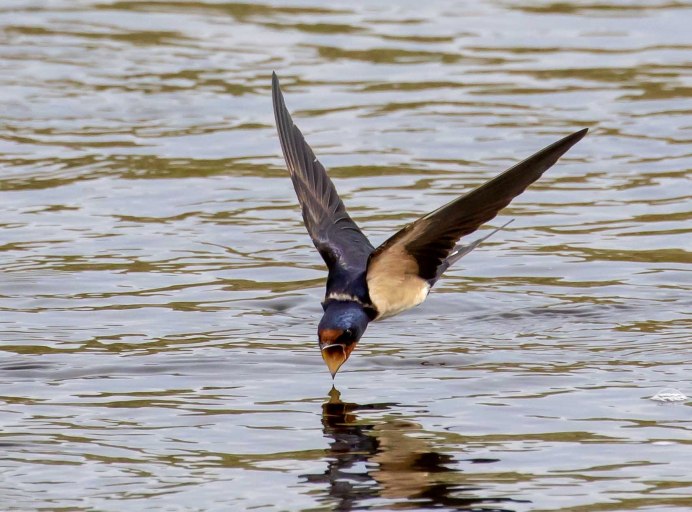 Стрижи в небе птицы