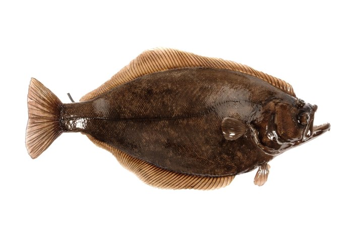 Hippoglossoides dubius