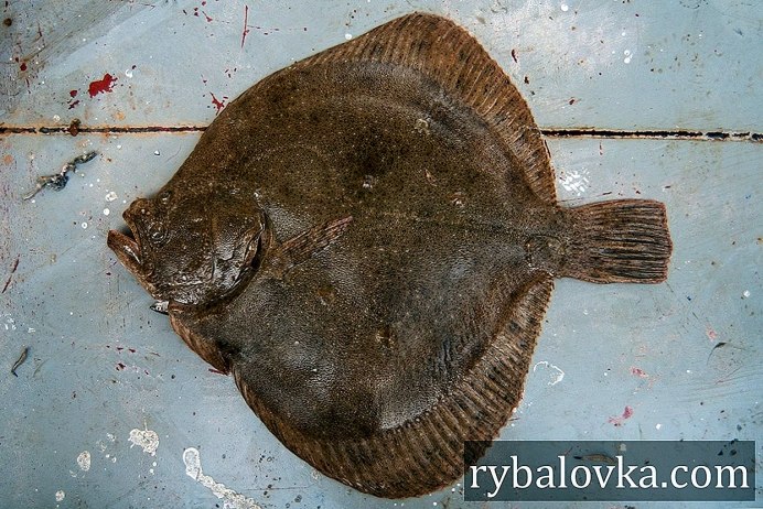 Атлантический белокорый палтус