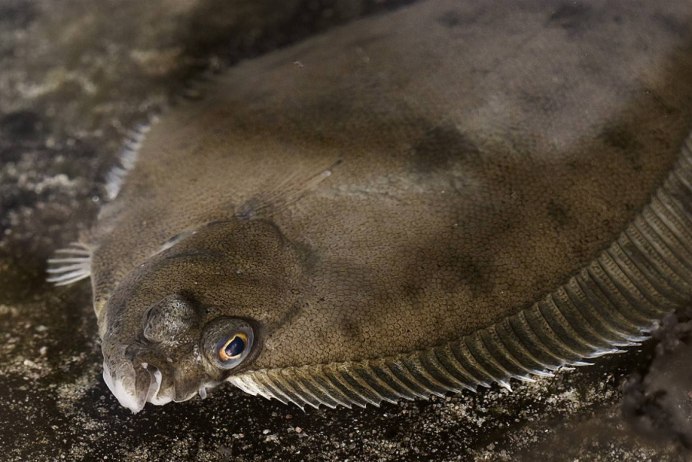 Hippoglossus Hippoglossus (палтус белокорый)