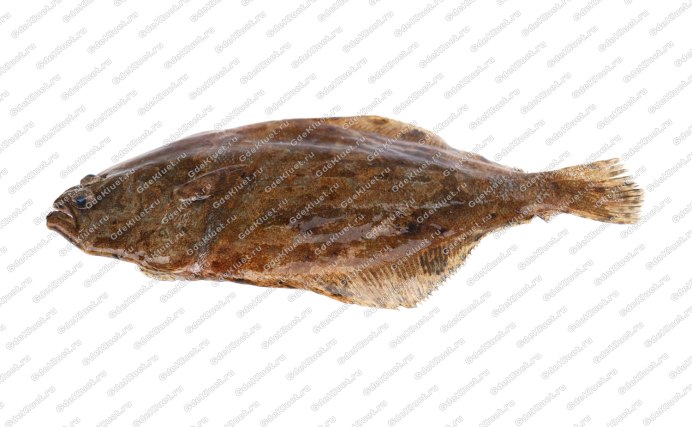 Камбала Моисея