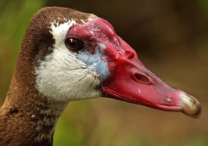 Индоутки мускусные утки