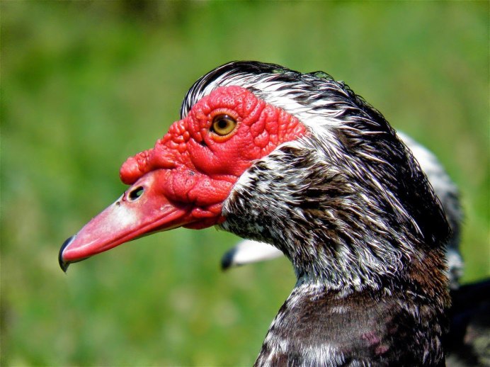 Мускусная утка и индоутка