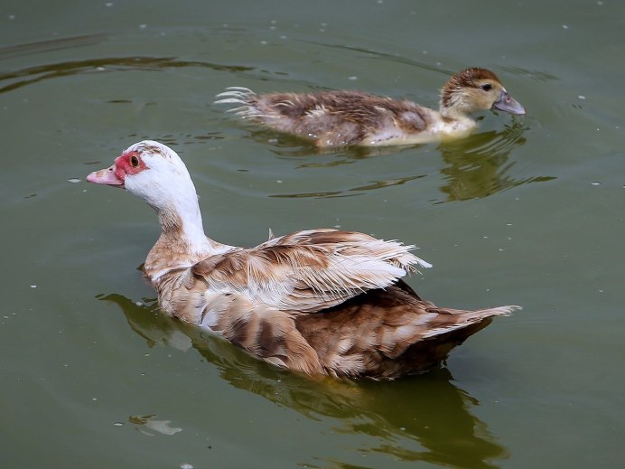 Индоутка мускусная селезень