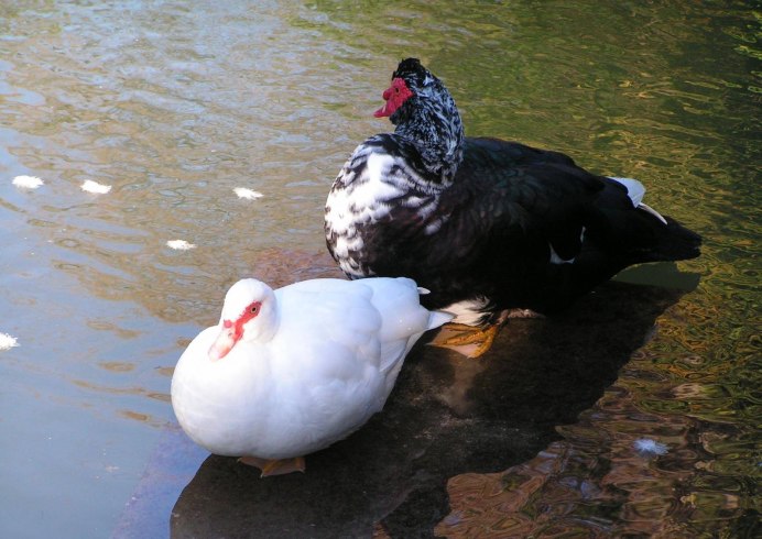 Мускусная утка утята