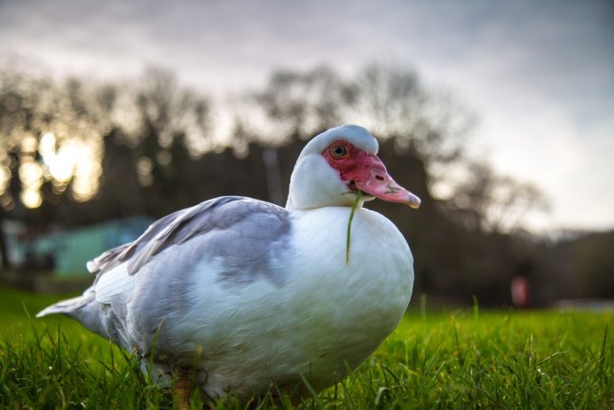 Мускусная утка и индоутка