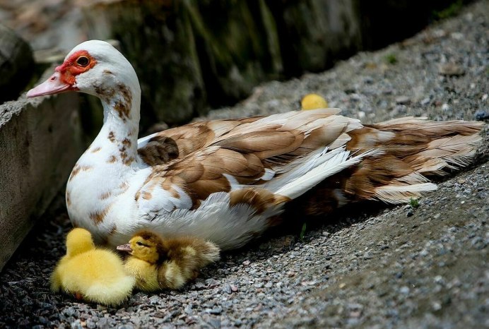 Индоутка мускусная