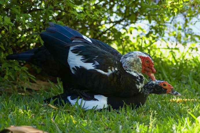 Индоутка мускусная селезень