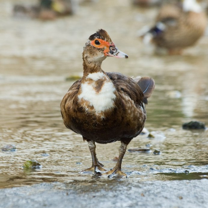 Индоутки мускусные утки