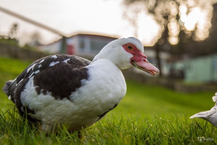 Мускусная утка и индоутка