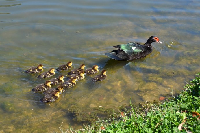 Индоутка мускусная селезень