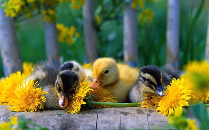 Лето природа животные