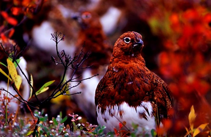 Природа животные птицы