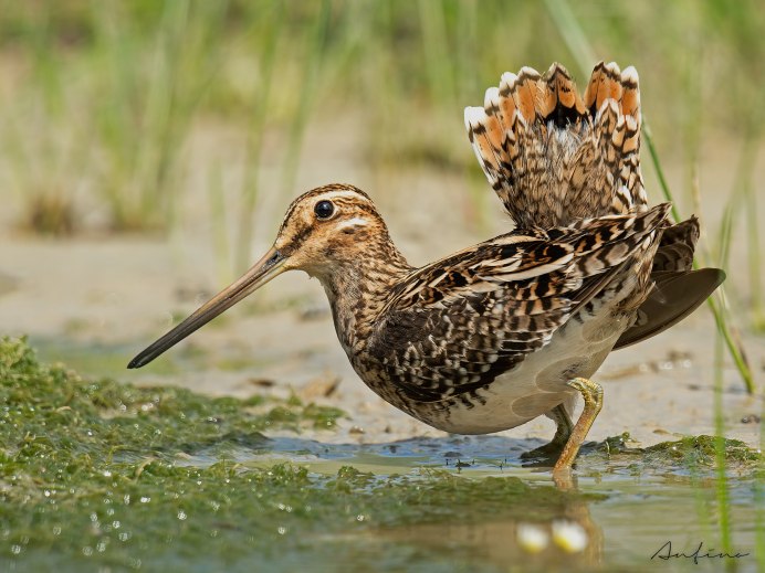 Кулик вальдшнеп, Лесной Кулик (Scolopax rusticola)