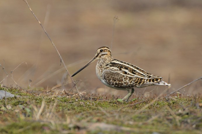 The great Snipe (Gallinago Media)
