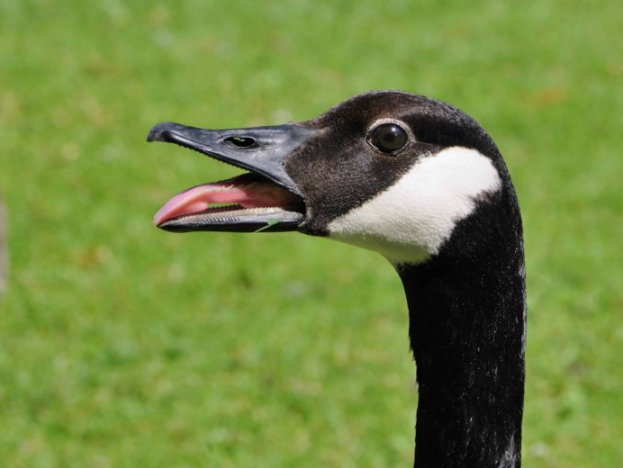 Чёрная казарка Branta bernicla