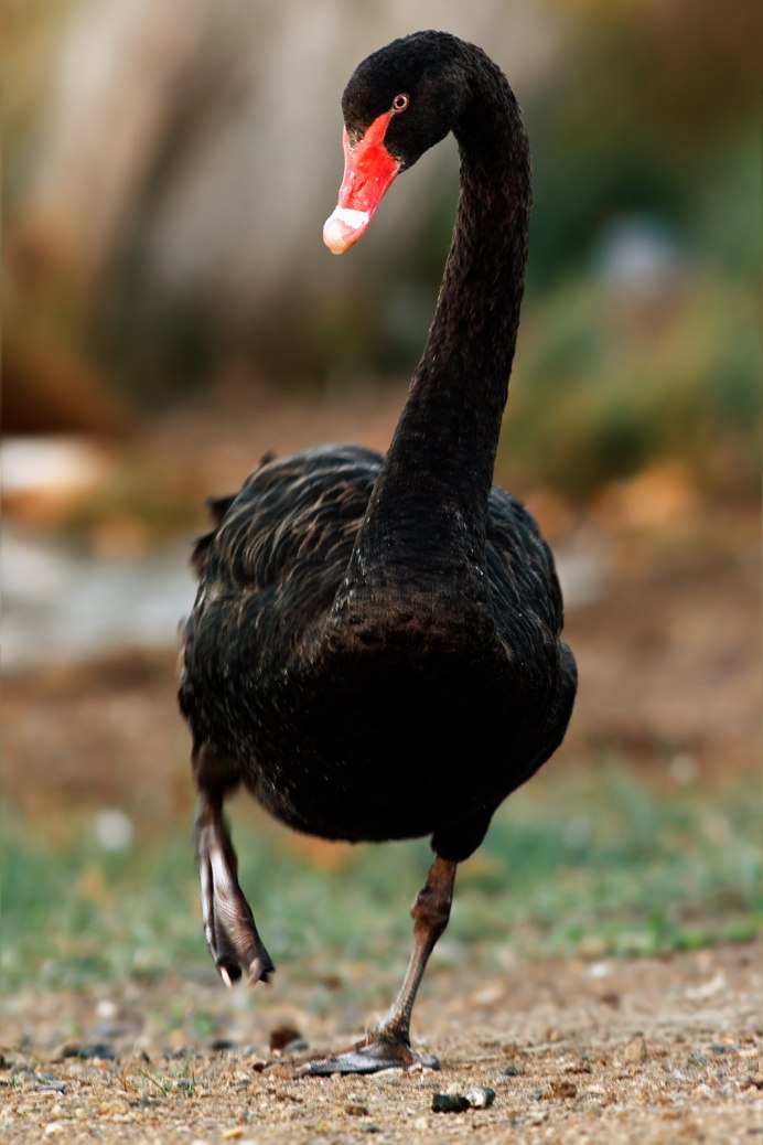 Canada Goose птица