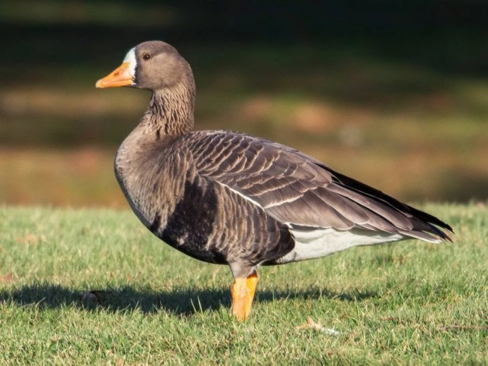 Canada Goose птица