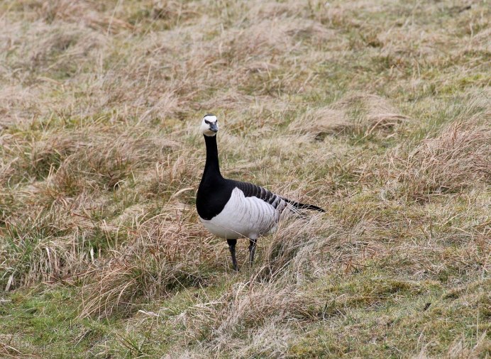 Canada Goose птица