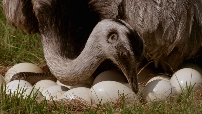 Отряд Нандуобразные (нанду)