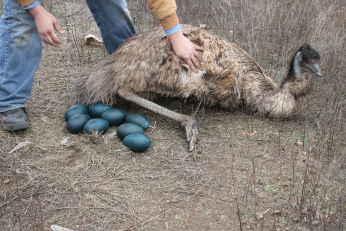 Африканский страус гнездо