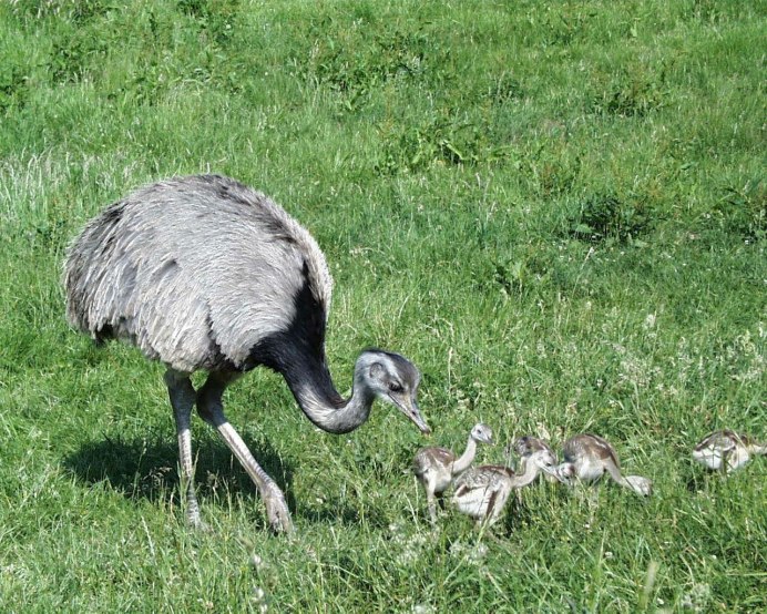 Яйца нанду в гнезде