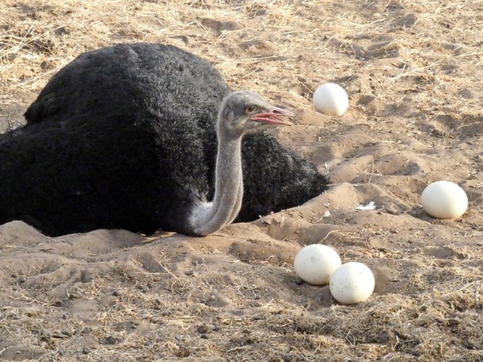Страус высиживает яйца