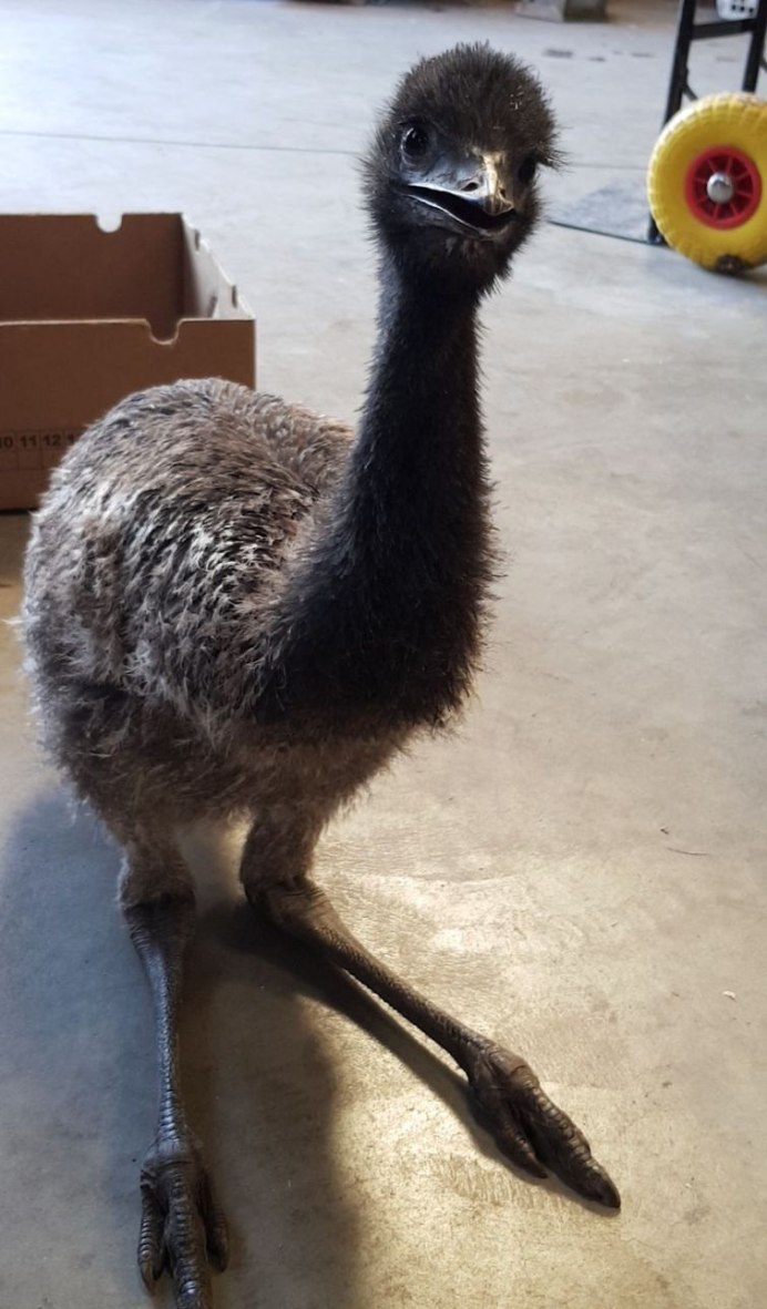 Птенцы нанду