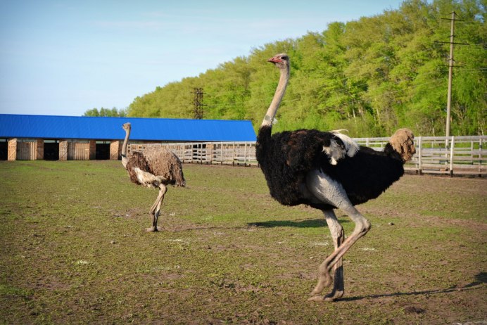 Птица страус
