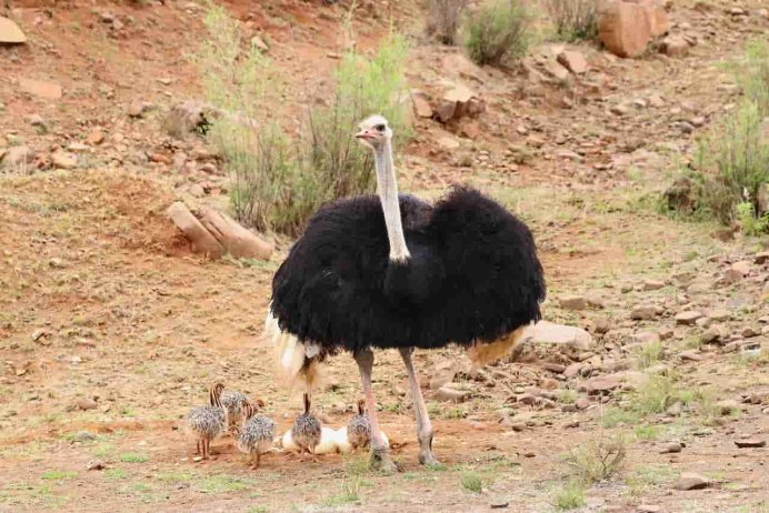 Страус эму прячет голову в песок