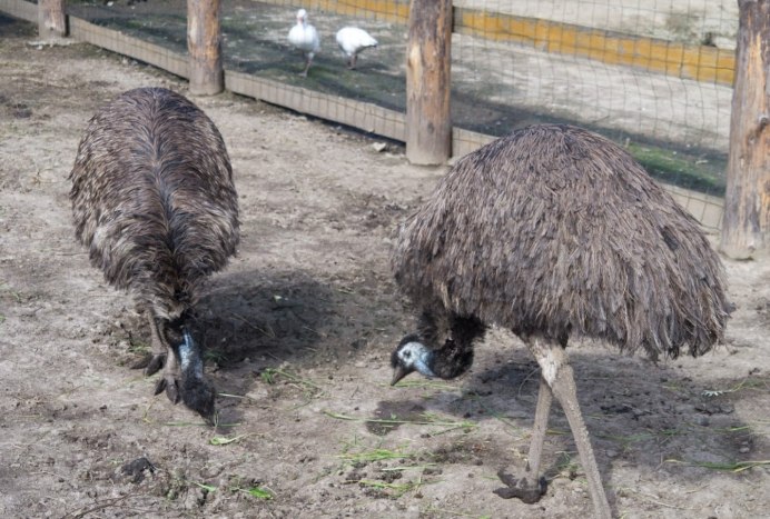 Эму высиживает яйца