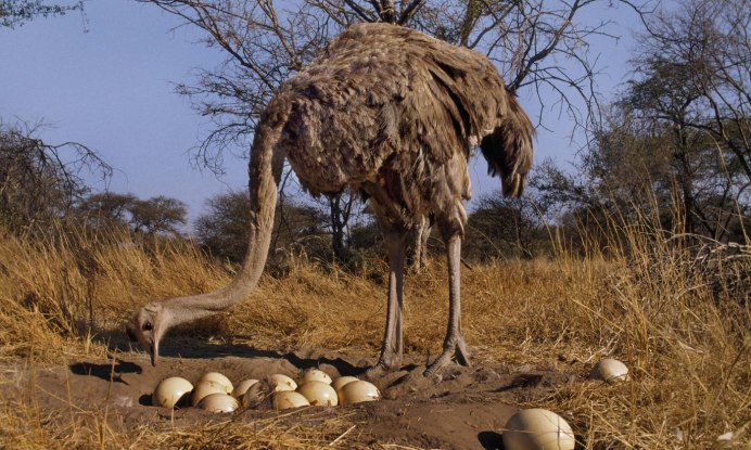 Африканский страус высиживает яйца