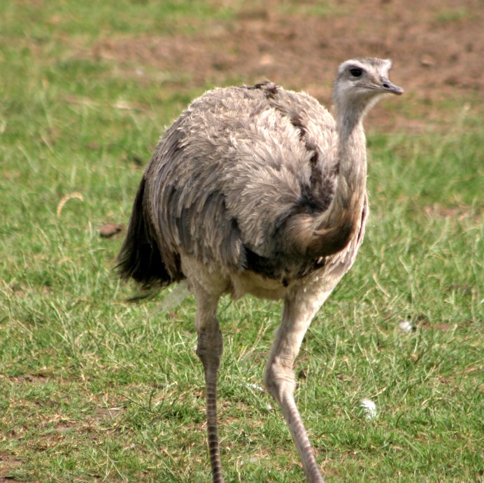 Страус нанду Южной Америки