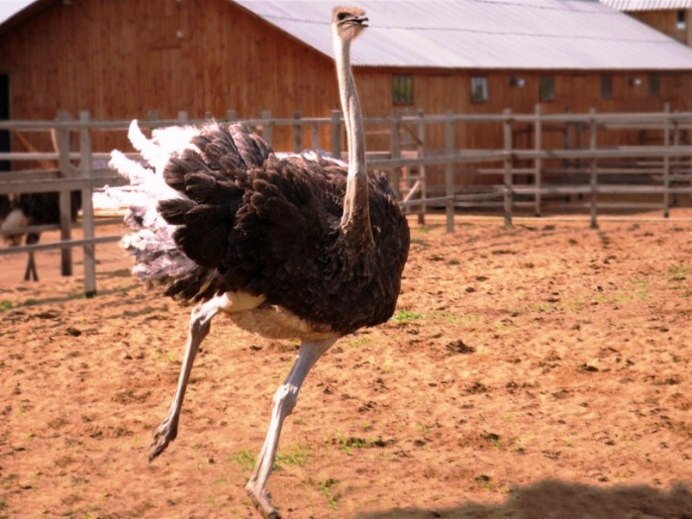 Страусиная ферма яйца