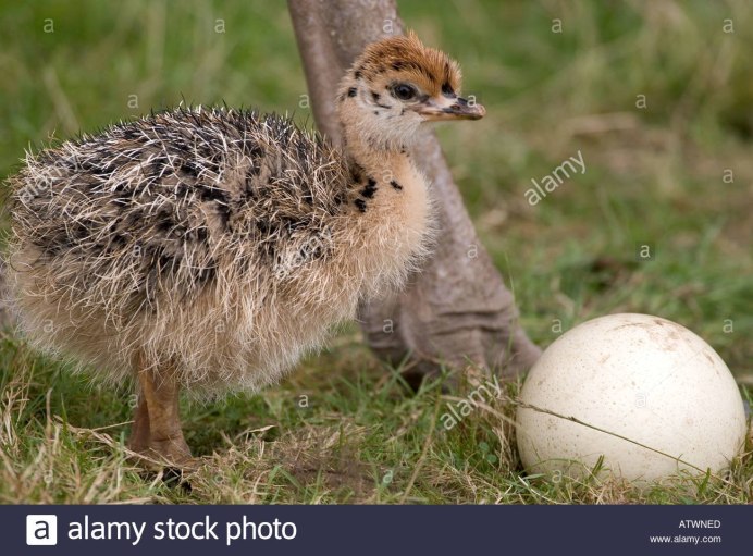 Struthio Camelus massaicus