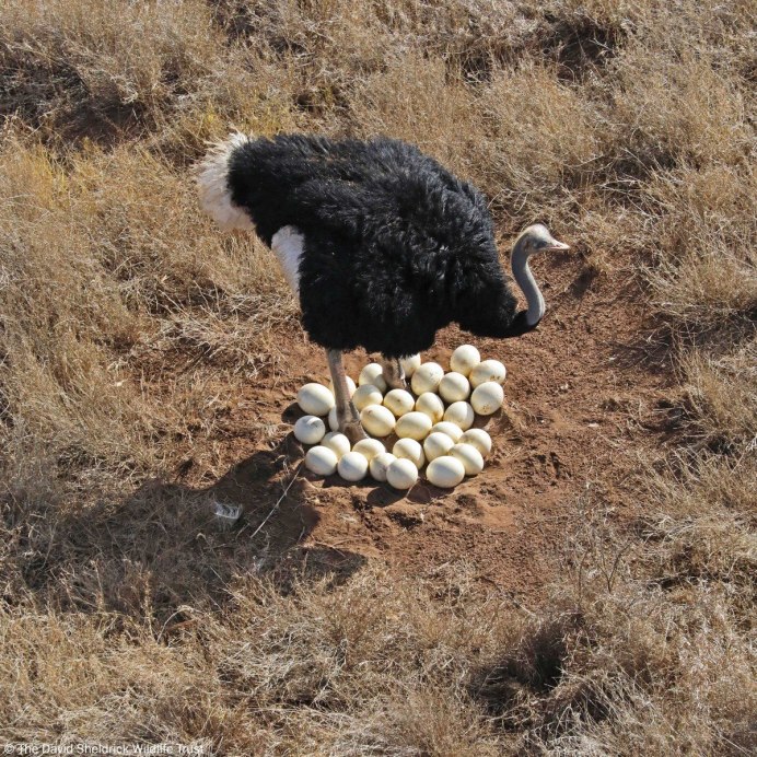 Африканский страус гнездо