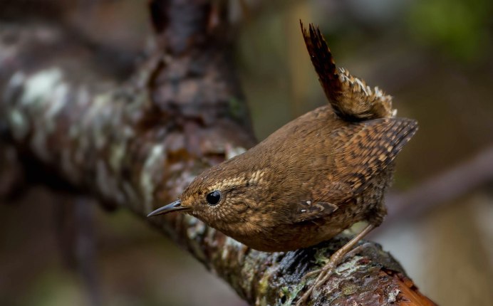 Коричневая птичка крапивник
