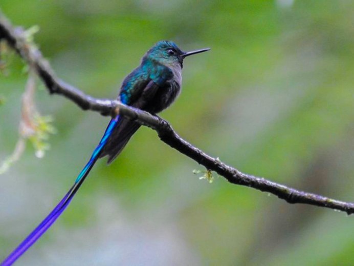 Поползень синица серая