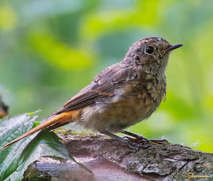 Маленькая птичка с белой головкой