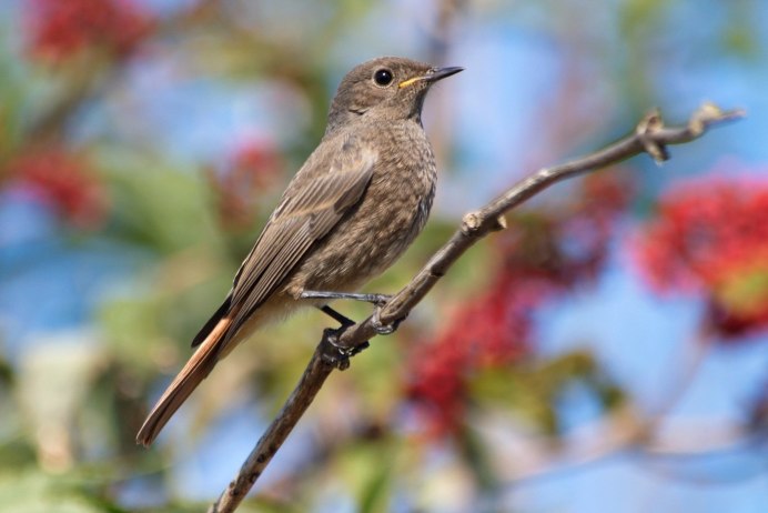 Зяблик горихвостка