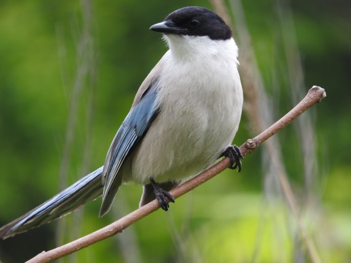 Сибирский поползень