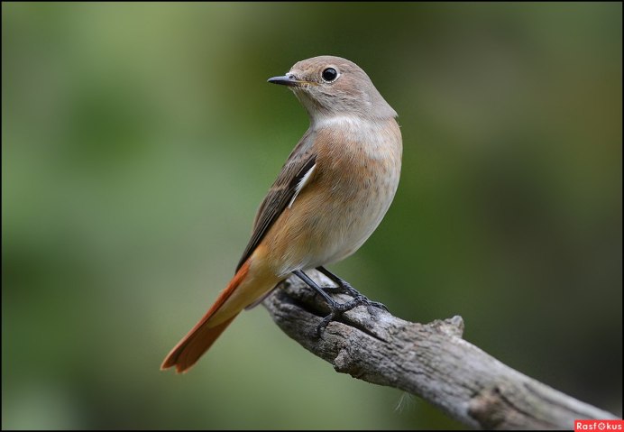 Птицы Кубани горихвостка