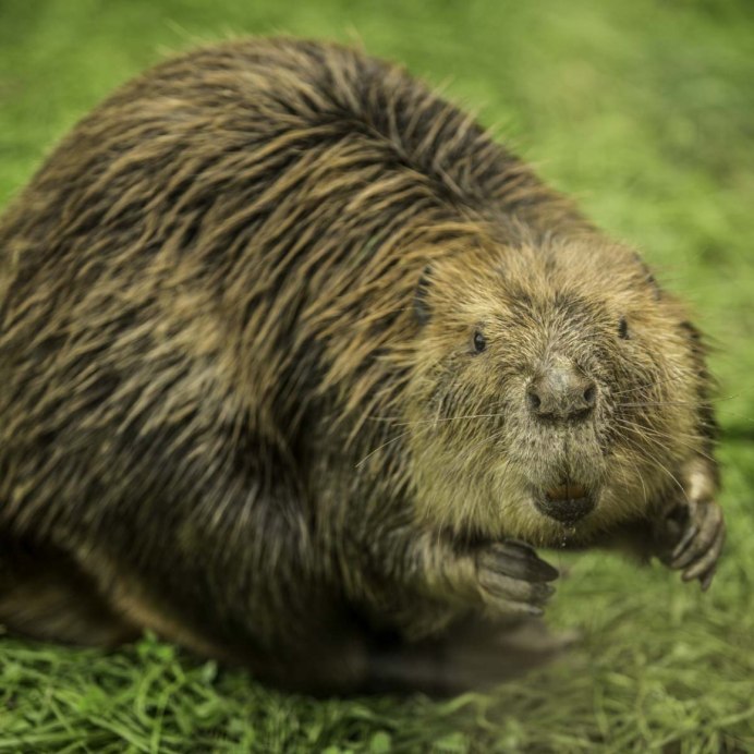 Канадский Бобр (Castor canadensis)