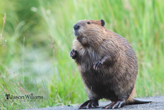 Канадский Бобр (Castor canadensis)